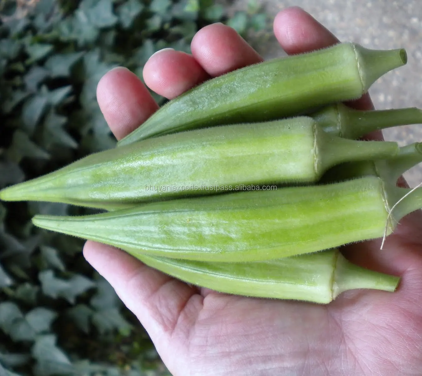 Bio Okra Lady Finger Frisches Indisches Gemuse Buy Organic Okra Fresh Ladies Finger Fresh Indian Vegetables Product On Alibaba Com