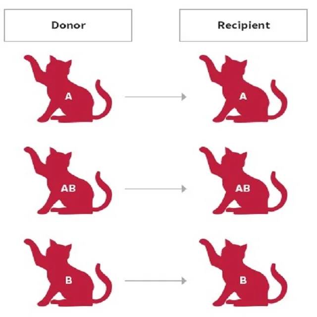 Reliable Result Blood Typing Test Kit Pet Health Care Supplements Buy Pet Care Test Kit Pet
