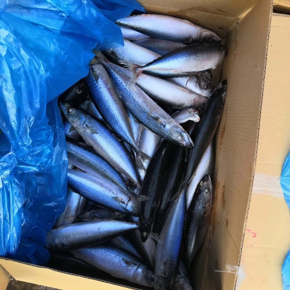 Sardine Fish27.jpg