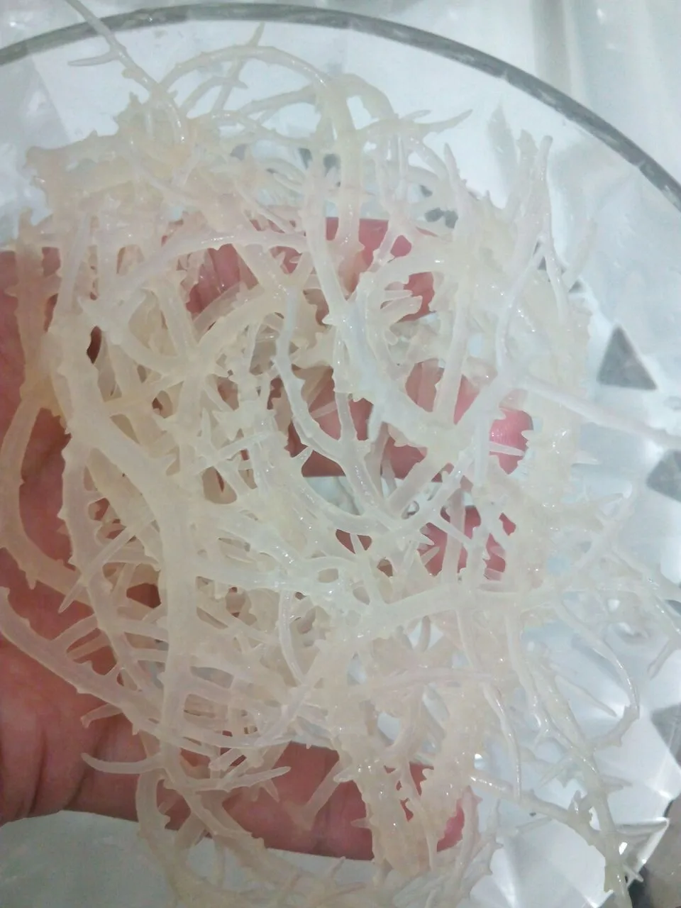 Supplier Irish Moss Sea Moss From Vietnam - Buy Irish Moss,Euchuema