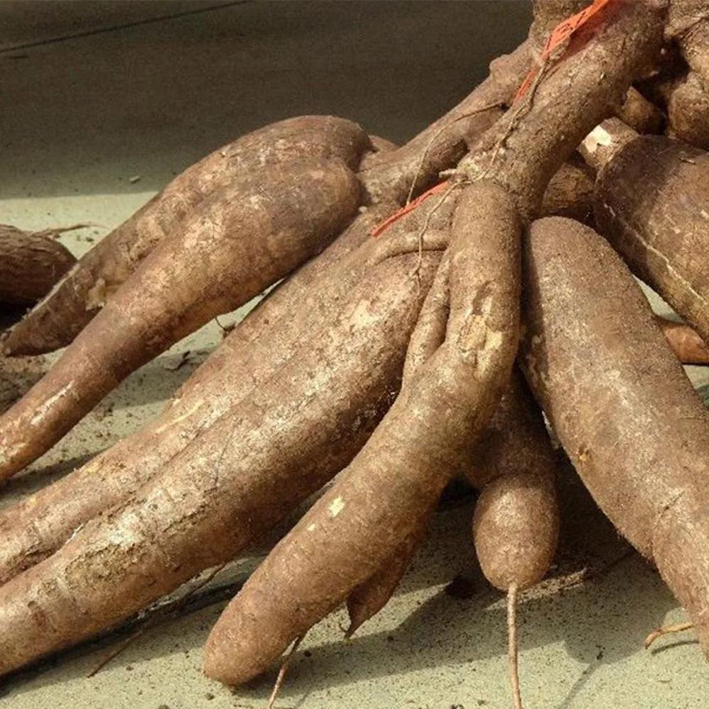 Cassava Vietnam Raw Dry Cassava / Dried Cassava From Vietnam (material