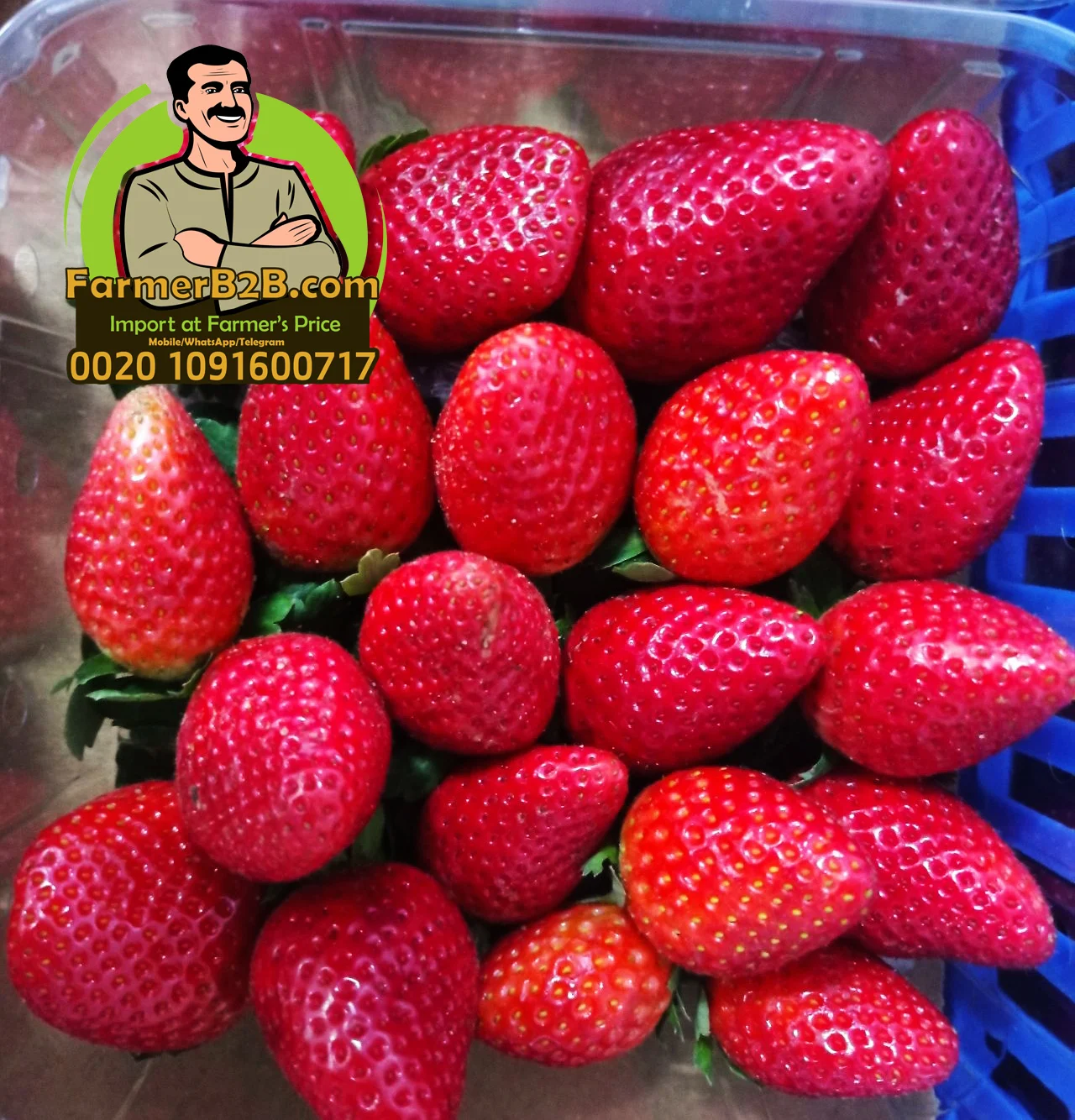 Egyptian Fresh Strawberry 2021/2022 Top Quality + Unbeatable Price