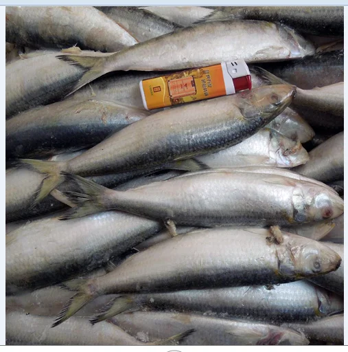 Sardine Fish  paki.PNG