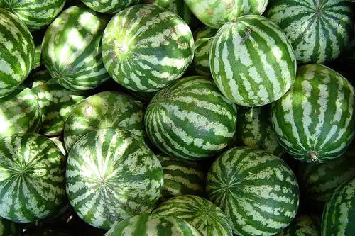 fresh watermelon for sale / bulk fresh fruit watermelon