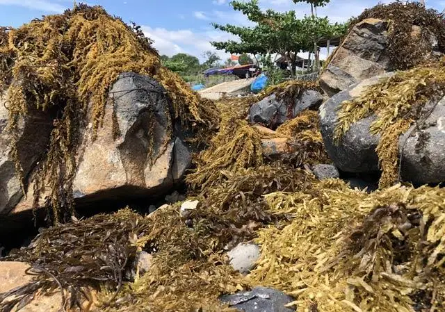 Маска из саргассовых водорослей