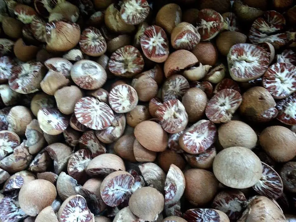 Cheap Price Betel Nut From Viet Nam (ms. Lee: +84987731263) - Buy Betel ...