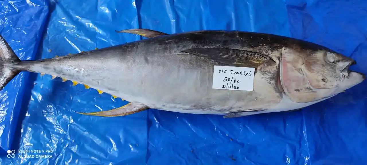 yellow fin tuna 3.jpg