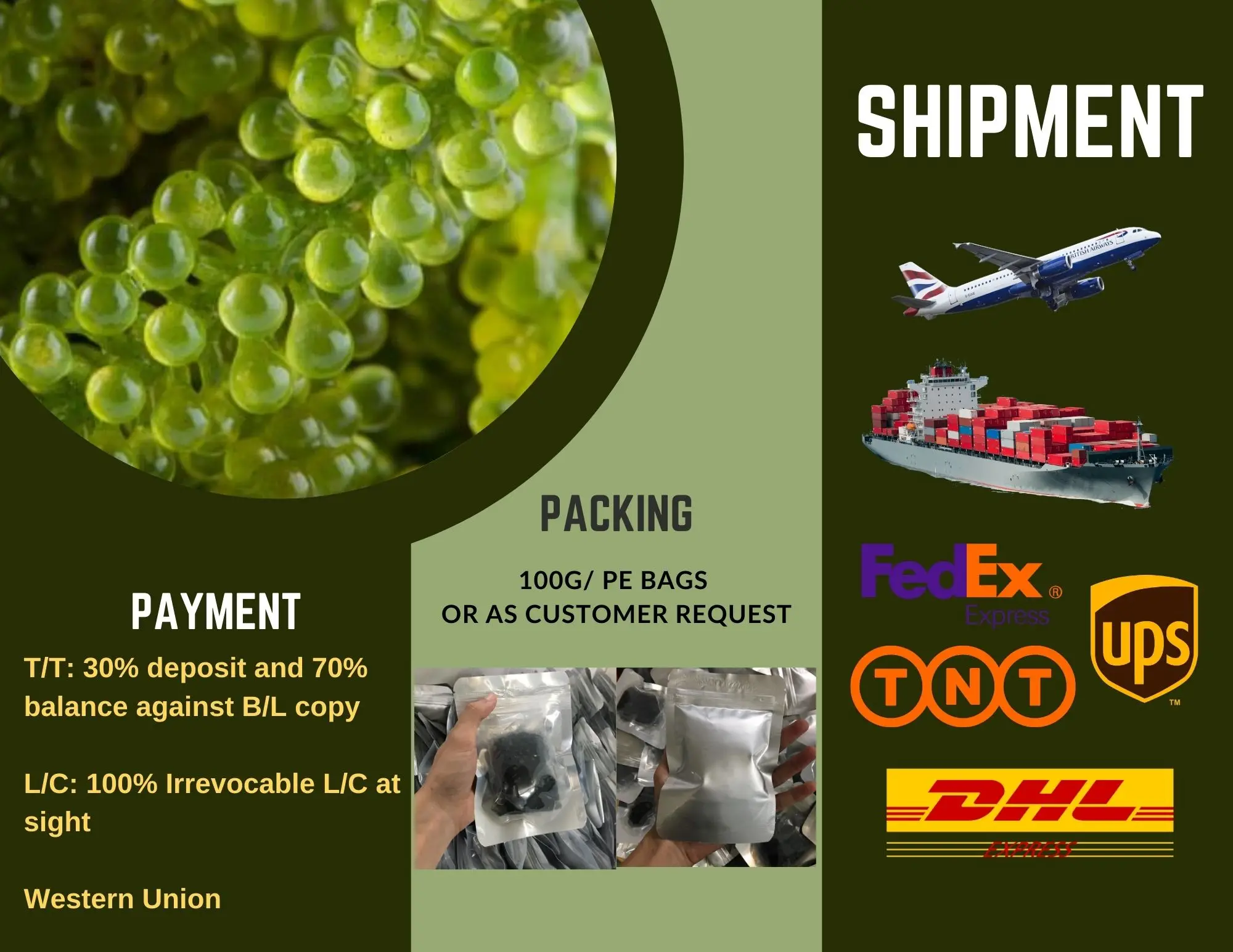 Fresh Lato Sea Grapes Seaweed Serena Buy Sea Grapes Sea Grapes