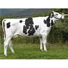 /product-detail/holstein-heifer-brahman-livestock-cattle-62010330064.html