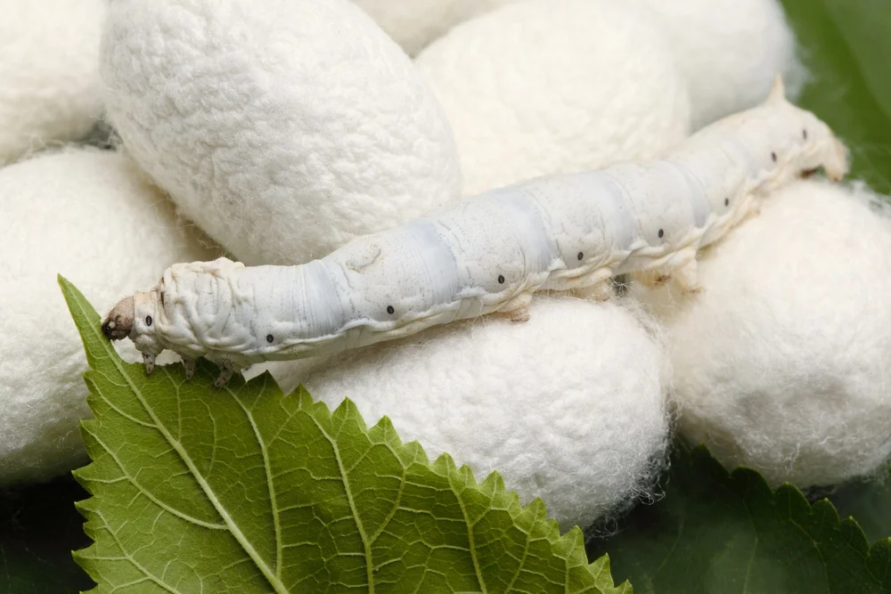 CUTTING SILKWORM COCOON FROM VIETNAM FOR FACE CLEANING/VIETNAMESE HIGH QUALITY SILK FIBER