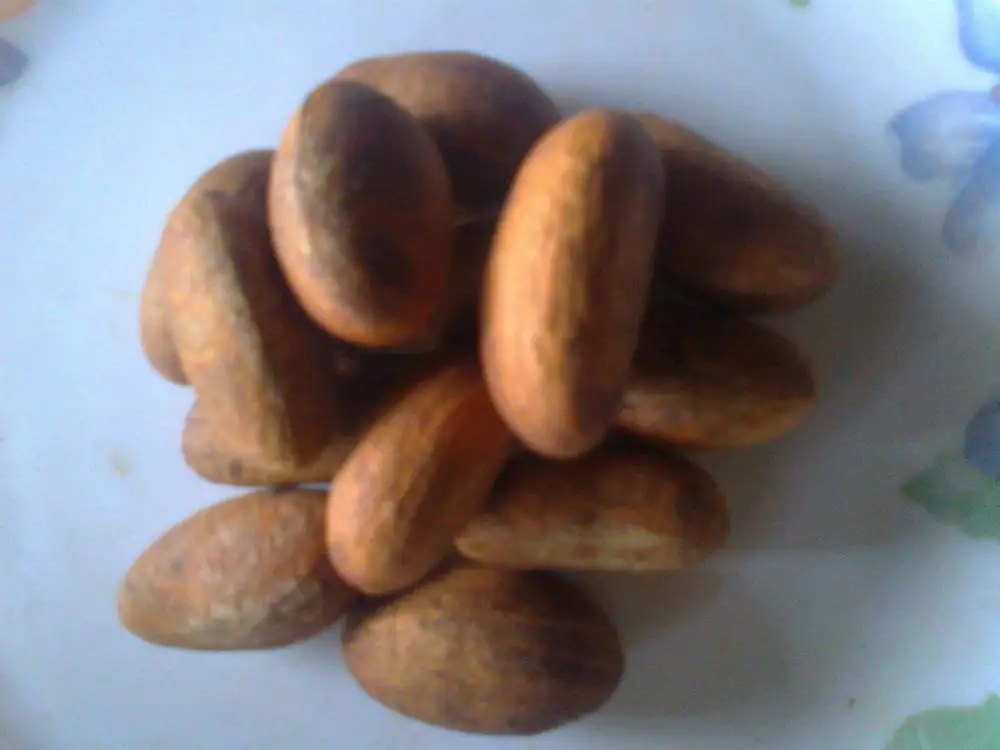 Garcinia Kola Nut,Bitter Kola,Raw Bitter Kola For Health Propose Buy