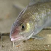 Frozen Atlantic Cod (Gadus Morhua)