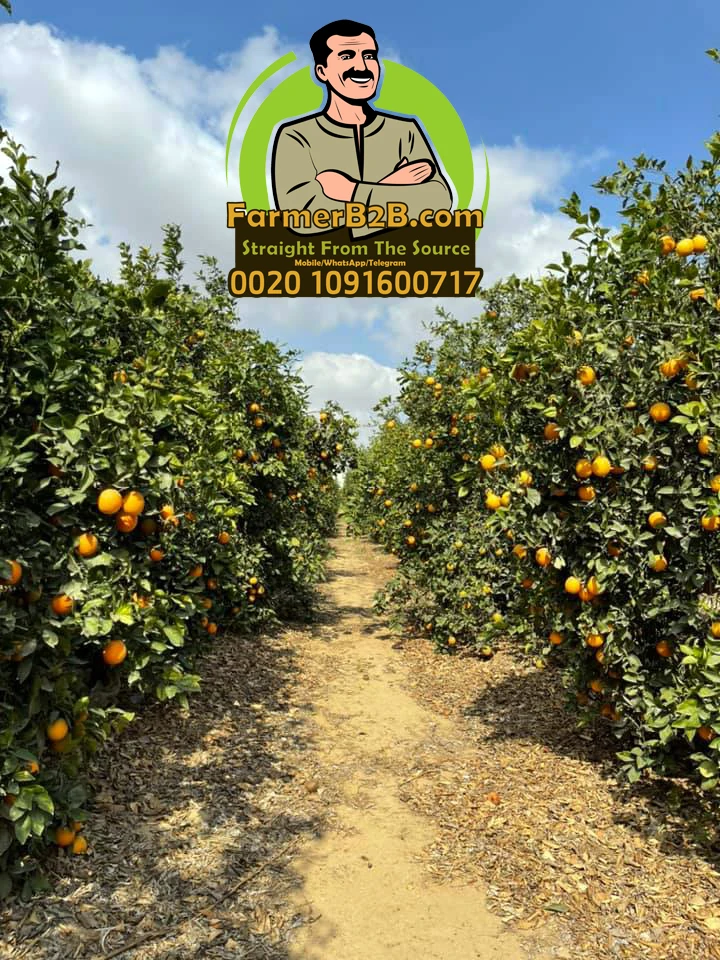 The Last Call To Have Best Quality Egyptian Fresh Orange (very