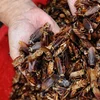 4 Tubes Advion Roach Killer Bait Cockroach Killer Bait Advion Roach Gel 4 x 30g