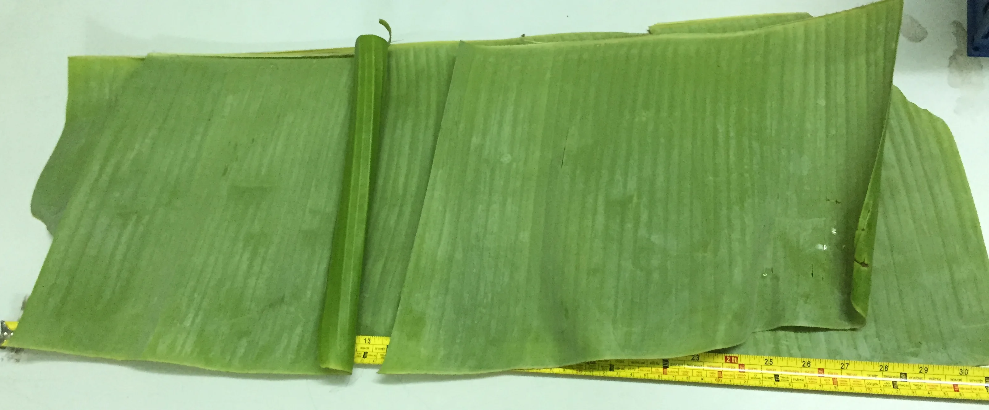 Fresh Banana Leaves For Sale From Vietnam With High Quality And Export
