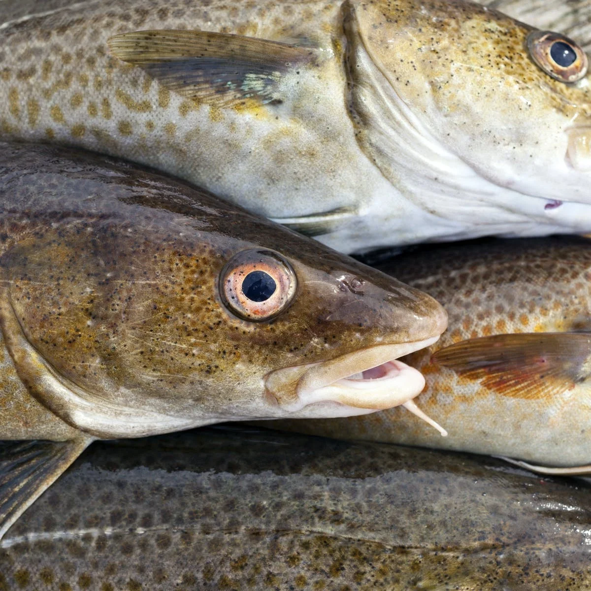 & beverage seafood fishpackaging details high quality chilli &