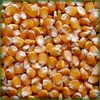 Yellow corn animal feed