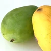 Hand Picked Fresh Alphonso Mangos For Export In Europe