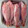 seafood fish frozen red snapper