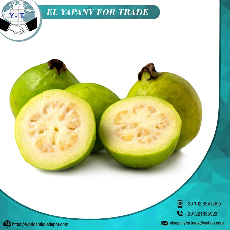 Fresh Fruits Guava From Egypt Buy Fresh Guava,Guava,Fresh Guava