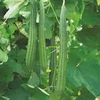 ridge-gourds-seeds-2340320.jpg