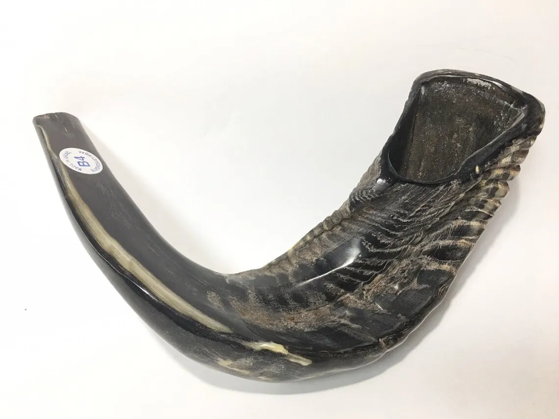 Natural Ram Horn Shofar For Blowing And Religious Purpose Kosher Shofar