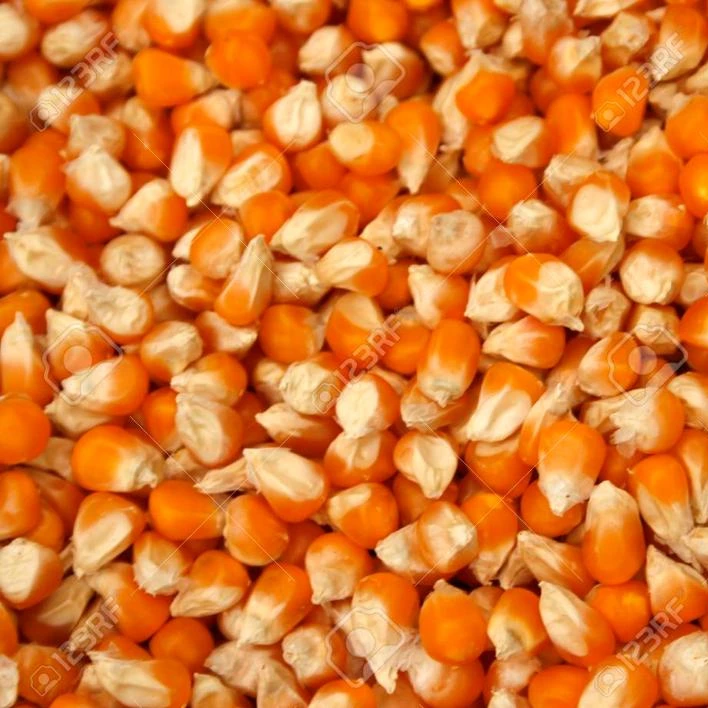 
NON GMO Dried Yellow Corn 