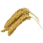 High Quality Millet Spray Seeds For Budgies And More