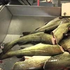 Pacific cod and Atlantic cod fish