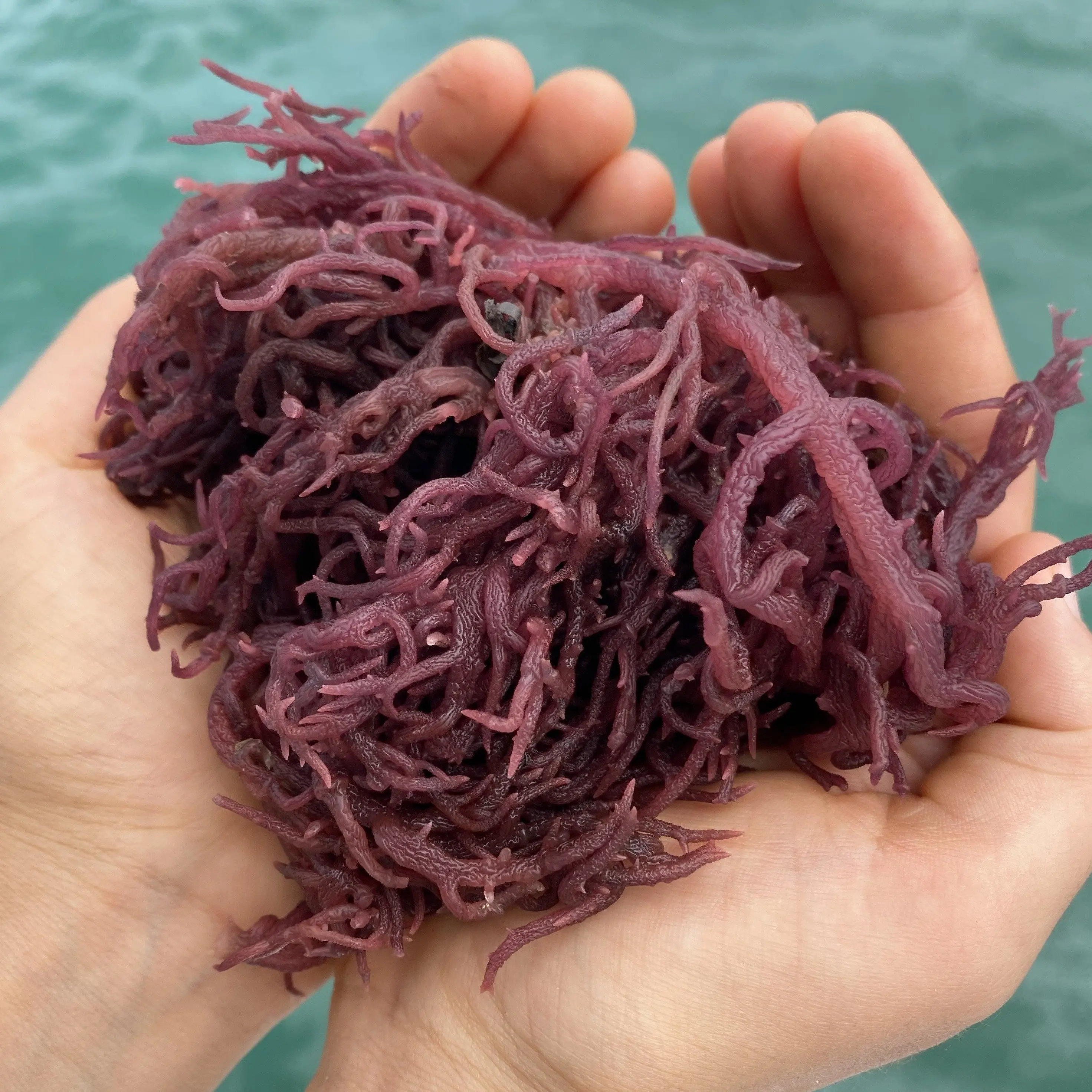 Premium Purple Sea Moss/making Sea Moss Gel/irishmoss/seamoss Ms