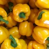 /product-detail/fresh-organic-capsicum-yellow-green-and-red-capsicum-fresh-capsicum-pepper-62011095595.html