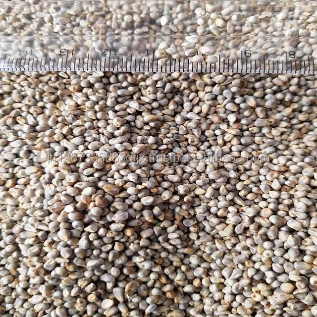 A Grade Pearl Millet / Bajra For Animal,Birds Feed Buy Bajra,Green
