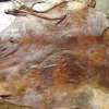 wet salted cowhide
