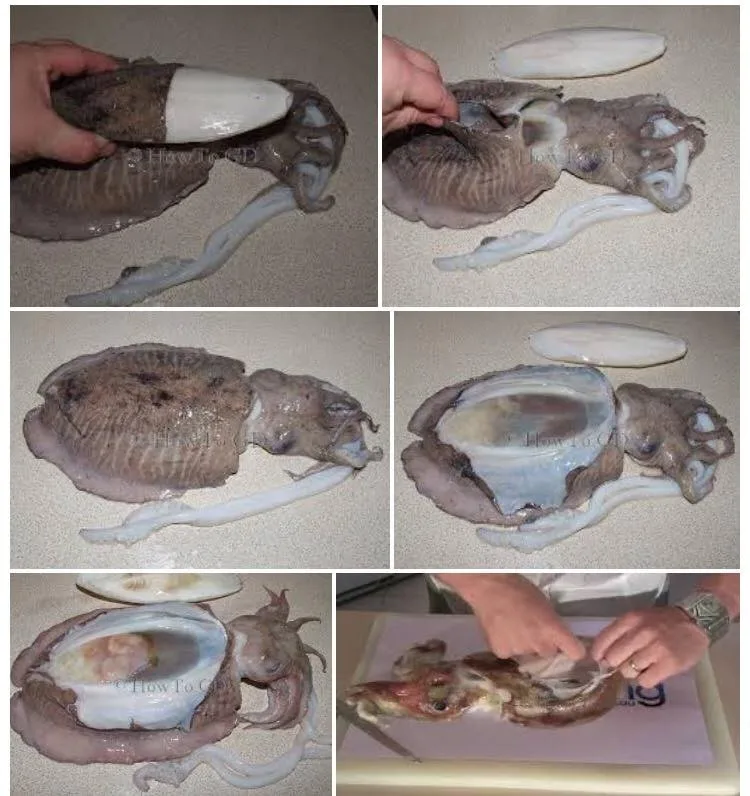 cuttlefish bone powder- dried cuttlefish bone with reasonable