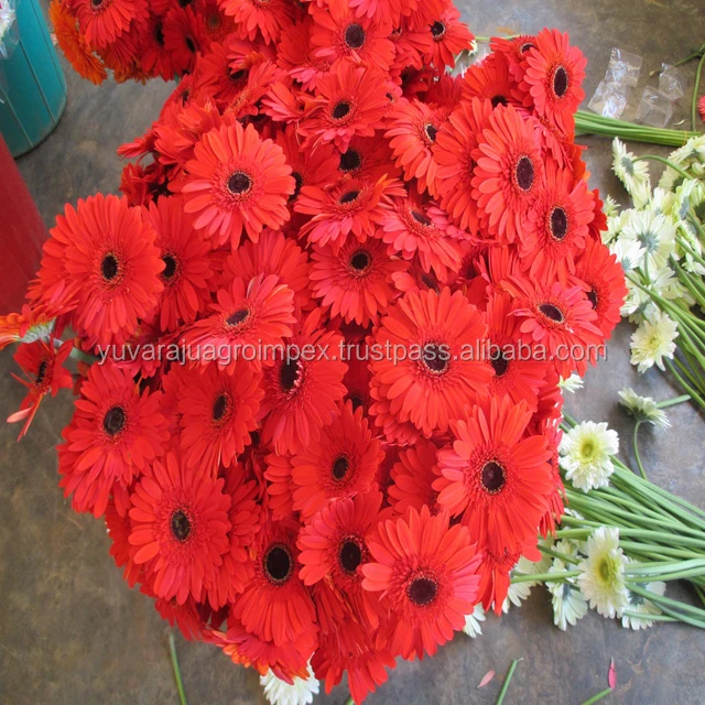 Fresh Gerbera Flower Manufacturers / Suppliers In India Buy Fresh Cut