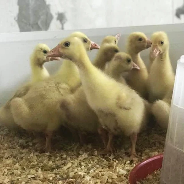 
Live Pekin Duck chicks from Turkey 