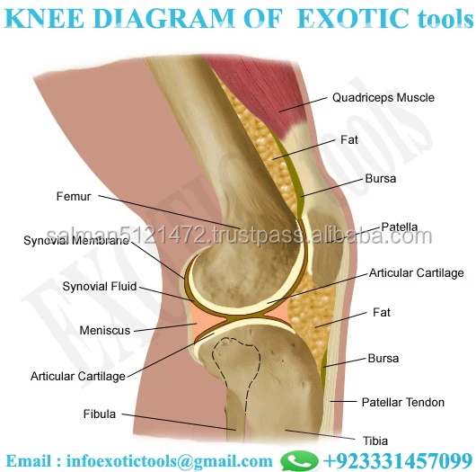 6 knee-diagram-.jpg