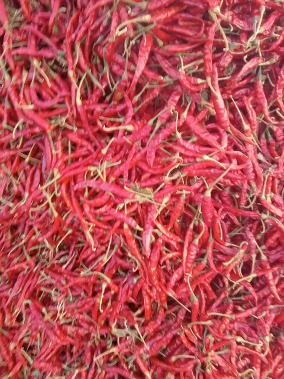 Fresh Raw Dried Red Chilli S17 Teja Sannam Indianguntur Dry Red Chilliessteam Less For Sale 8846