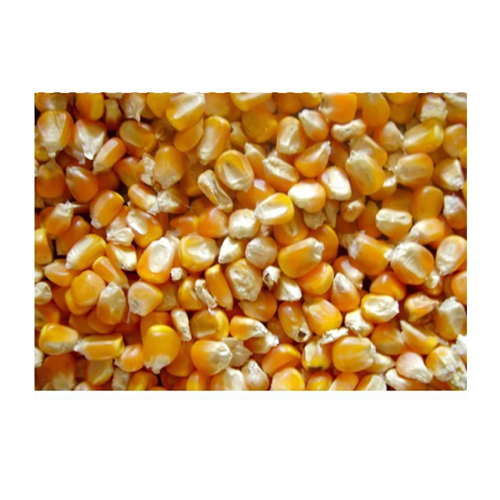Import Yellow Non Gmo Bulk Maize Dried Price Corn Grain For Sale Buy