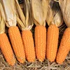 Fresh Organic Yellow Corn/Maize seeds...Great Prices-.....Fast Shipping!!!