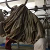 Fully Processed Dry Salted Beef Buffalo Cow Omasum,Black Bufflo Omasum from south africa