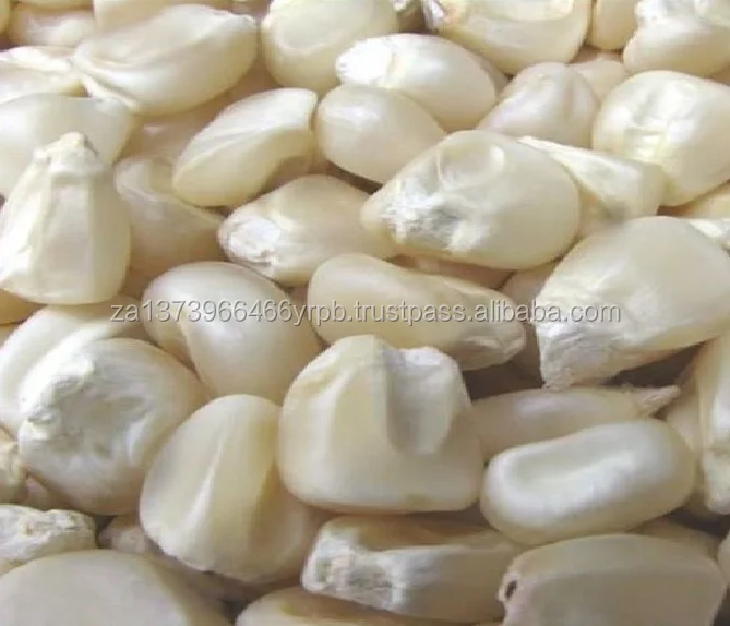white corn 1 .jpg