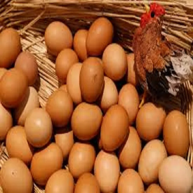 100% Brown/White Chicken Table Eggs