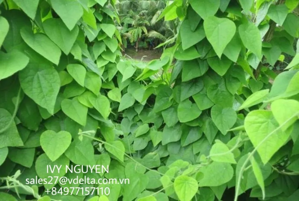 Dried Green Grass Jelly Leaves Grass Jelly Leaf Suong Sam Leaf Tiliacora Triandra Ivy 84977157110 View Green Grass Jelly Health Benefits Viet Delta Product Details From Viet D E L T A Industrial Co