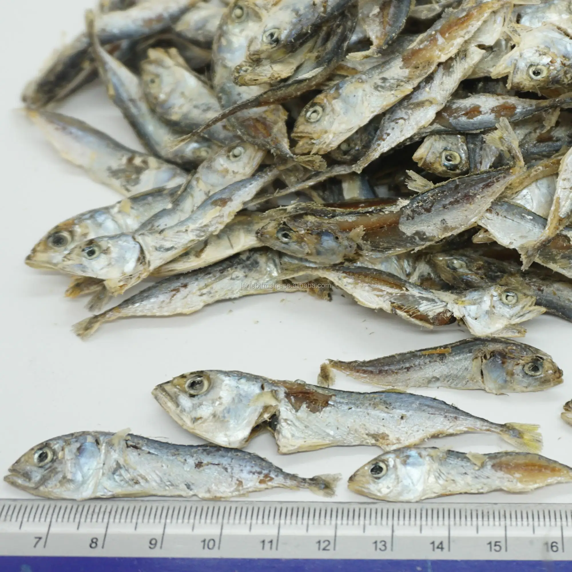 Dried India Mackerel (baby Mackerel) Buy Indian Mackerel From India