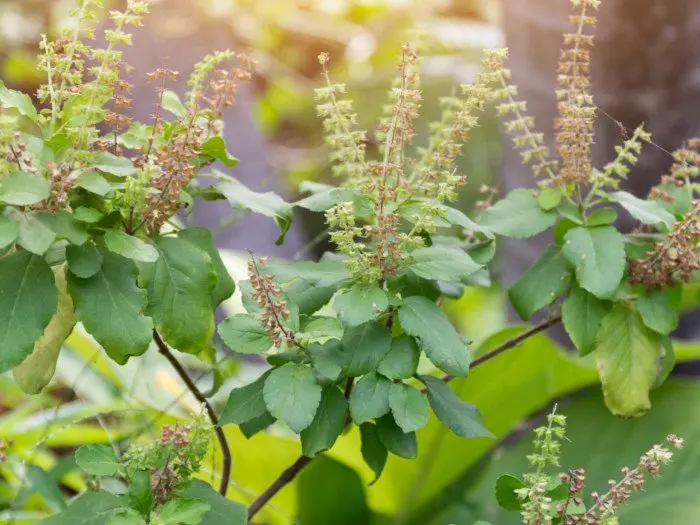 Tulsi-Plant.jpg