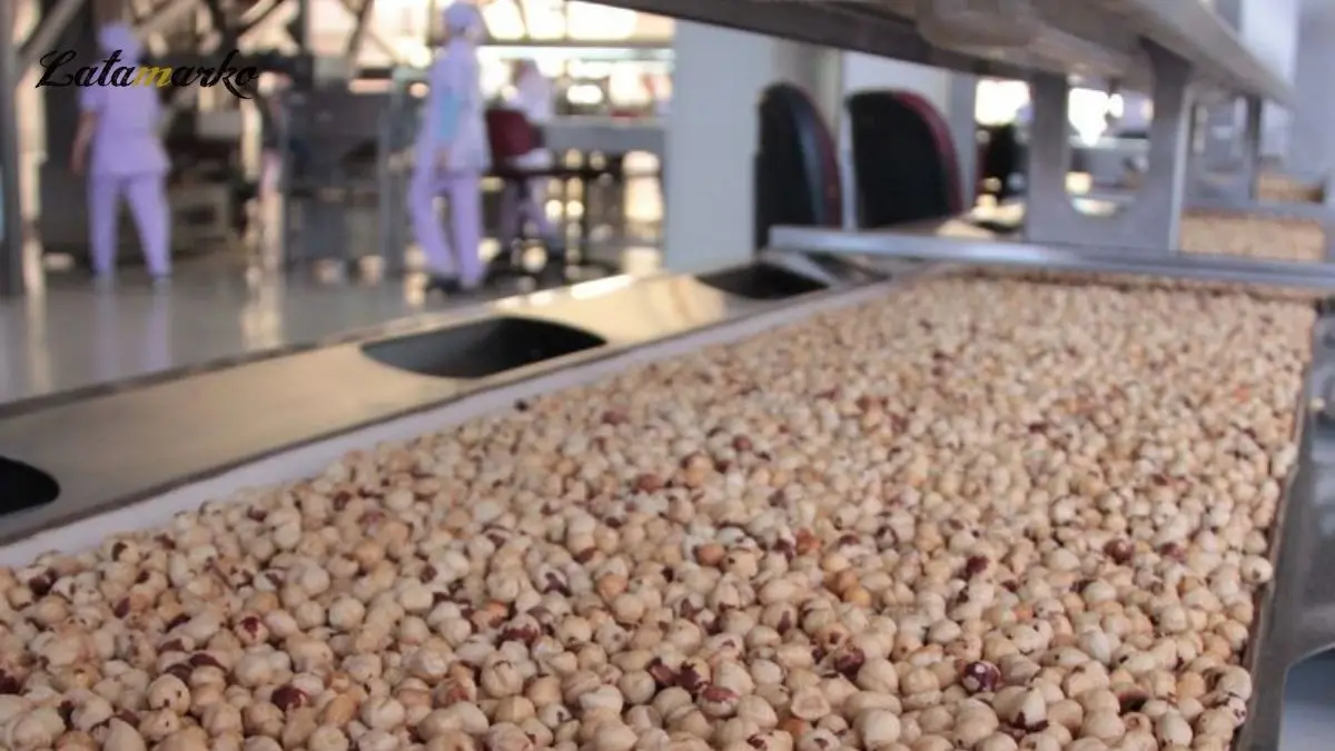 Hazelnut Powder Malaysia Premium Quality Turkish Hazelnut 100 Natural