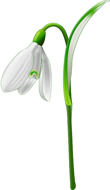snowdrop-147871_640.png