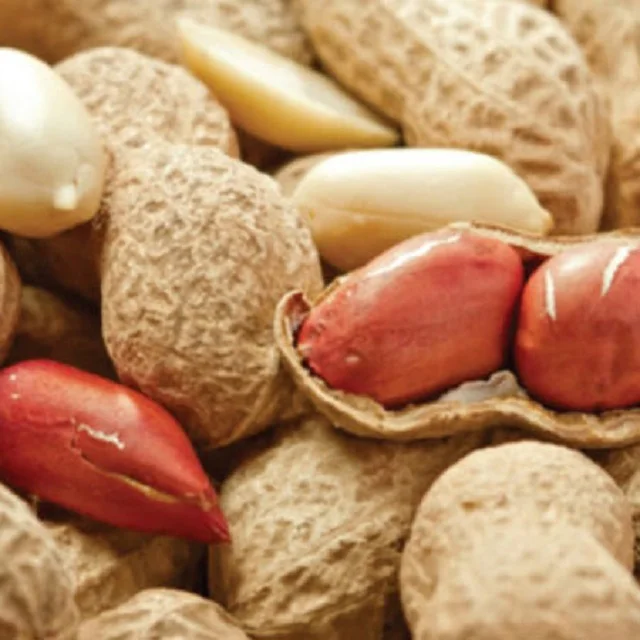 Super Offer Peanut Exporting To All Countries For Sale Peanuts In The