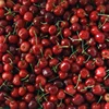Top quality fresh cherries for sale.
